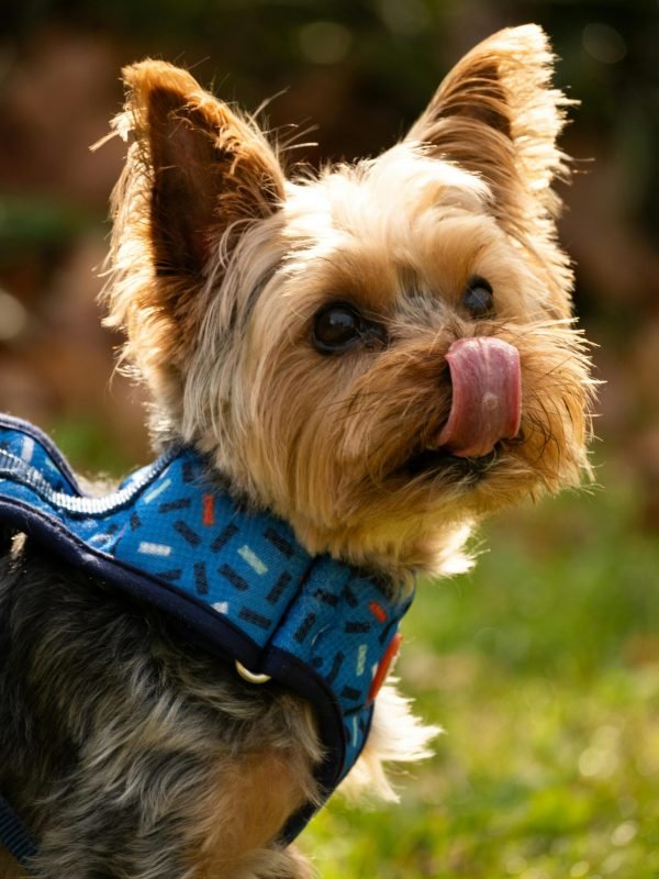 pexels-solange-dini-2154454432-33716777